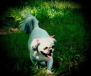 Portrait of dog on grassy field