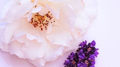 Close-up of pink rose flower over white background