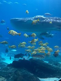 Under water view at aquarium 