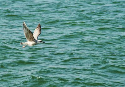 Bird flying over water