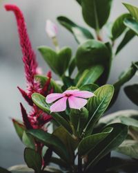 Close-up of pink flowering plant