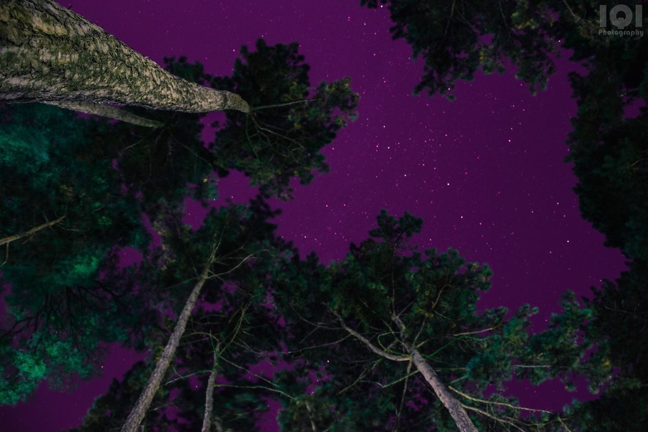 LOW ANGLE VIEW OF TREES AGAINST STAR FIELD AT NIGHT