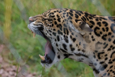 Close-up of tiger