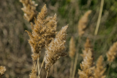 Close-up of dry flower on field
