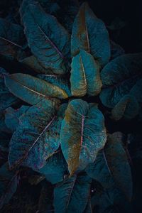 Full frame shot of dry leaves