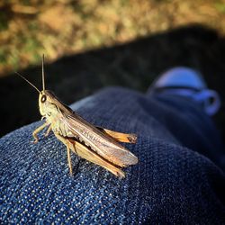 Low section of insect on man