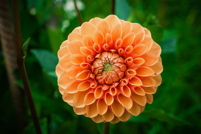 Close-up of flower blooming outdoors