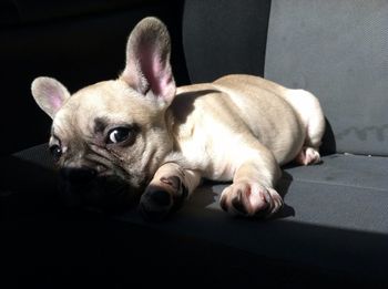 Dog resting on bed