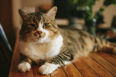 Beautiful serious cat lies on the table and looks into the camera. high quality photo