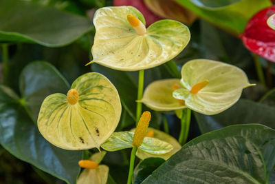 High angle view of flowering plant