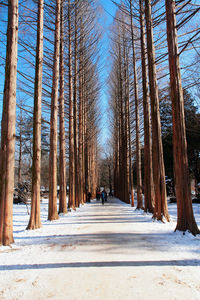 Snow covered road amidst trees in forest