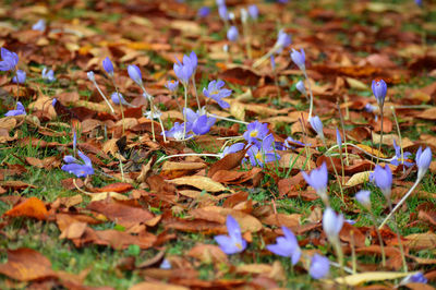 Close-up of fallen leaves on field