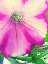 Close-up of pink flowers