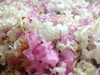 Close-up of pink flower