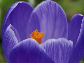 Close-up of crocus blooming outdoors