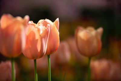 Close-up of tulip flower on field