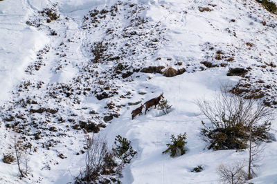 High angle view of snow covered land and trees