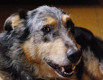 Close-up portrait of dog