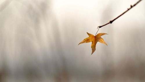 Close-up of dry maple leaves against blurred background