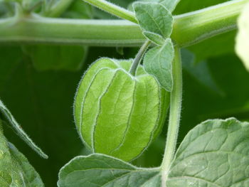 Close-up of green leaves