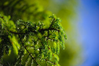 Low angle view of fern leaves on tree