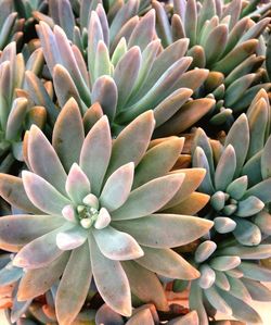 Close-up of purple flowers