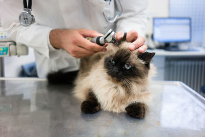 Veterinarian checking cat ear at clinic