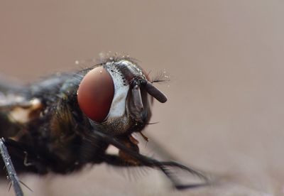 Close-up of housefly 