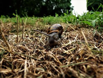 Close-up of snail on field