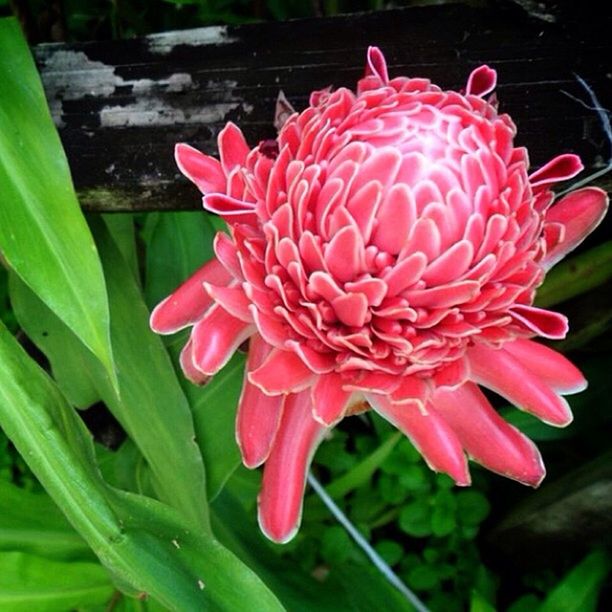 flower, petal, freshness, flower head, fragility, pink color, beauty in nature, growth, blooming, close-up, nature, plant, single flower, focus on foreground, red, in bloom, day, park - man made space, pink, outdoors