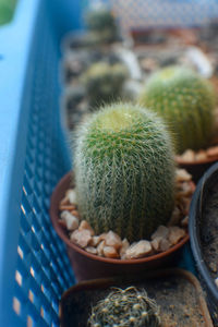 High angle view of succulent plant in pot