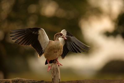 Close-up of bird flying against blurred background