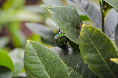 Close-up of insect on leaves