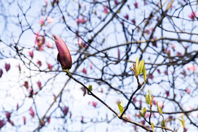 Low angle view of pink magnolia on branch