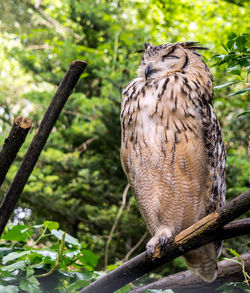 Close-up of owl perching on branch in forest