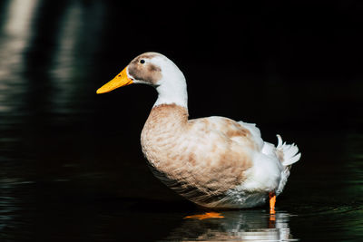 Close-up of duck swimming in lake