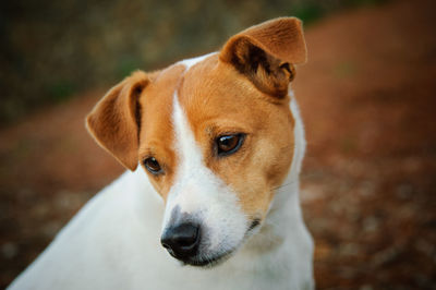 Close-up of jack russell terrier
