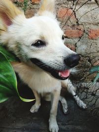 Close-up of dog looking away