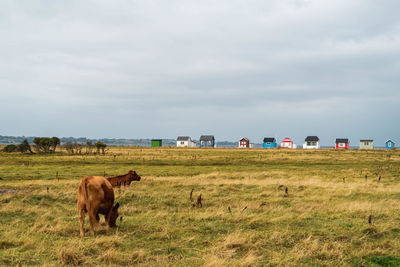 Horses grazing in field