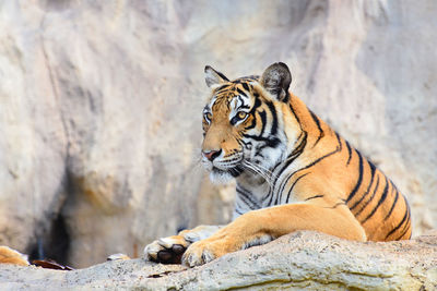 Cat looking away on rock at zoo