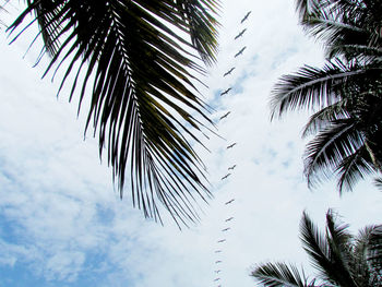 Low angle view of palm tree against sky