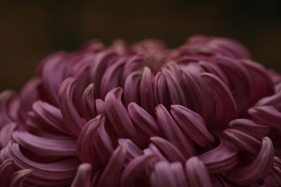 Close-up of pink flowers against black background
