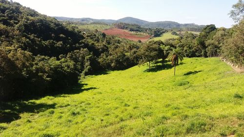 Scenic view of agricultural field against sky