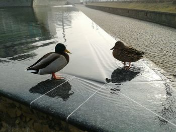 Birds perching on water