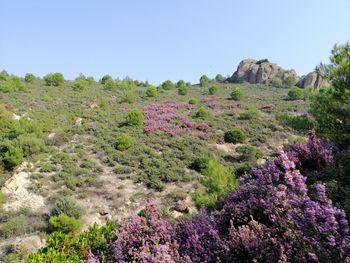 Scenic view of flowering plants against clear sky