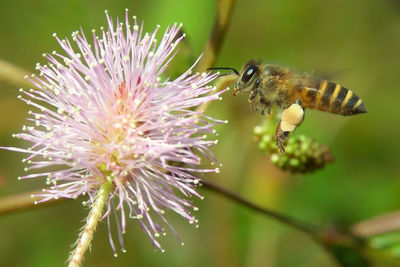 Close-up of bee on purple flower