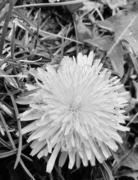 Close-up of flowers