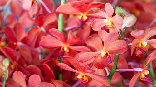 Close-up of pink flowering plants