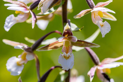 Close-up of white flowering plant