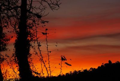 Silhouette of trees at sunset